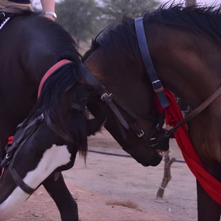 Jaipur Horse Riding Adventure 4