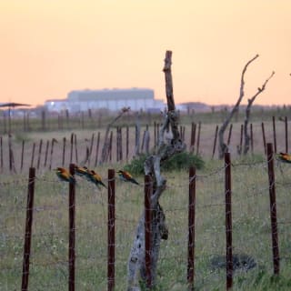 Doñana national park and El Rocío: excursion from Seville 6