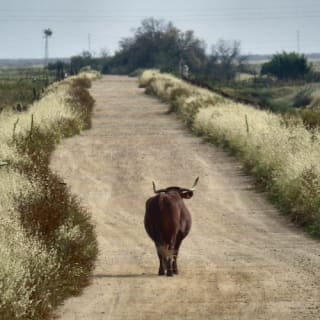 Doñana national park and El Rocío: excursion from Seville 7