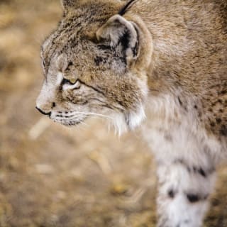 Doñana national park and El Rocío: excursion from Seville 8