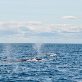 Boston Harbor Whale Watch Cruise 1