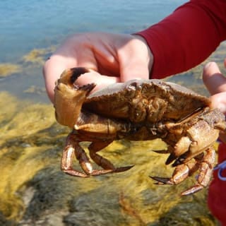 Oyster Farm & Complimentary Tasting Sea Kayak Tour in Casco Bay 14