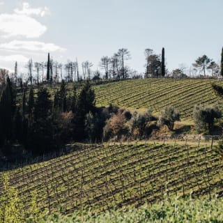 Colline del Chianti: Experiencia enológica desde Florencia 37