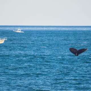 Boston Harbor Whale Watch Cruise 2