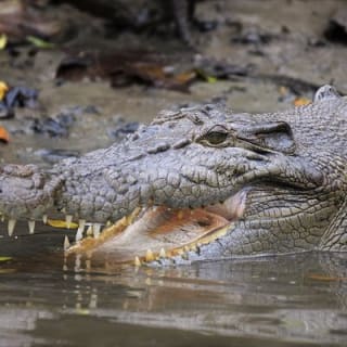 Ultimate Daintree Rainforest Wildlife Experience Cruise 3
