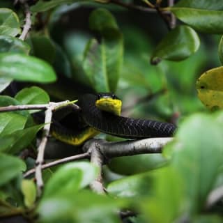 Ultimate Daintree Rainforest Wildlife Experience Cruise 4