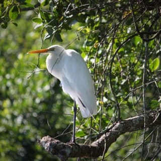 Ultimate Daintree Rainforest Wildlife Experience Cruise 5