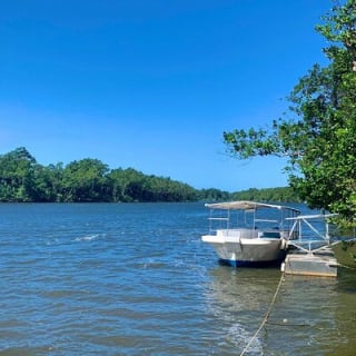 Ultimate Daintree Rainforest Wildlife Experience Cruise 6