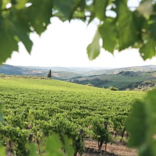 Regione del Chianti: Gita di un giorno da Firenze + Tour dei vigneti 9