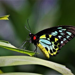 Ultimate Daintree Rainforest Wildlife Experience Cruise 7