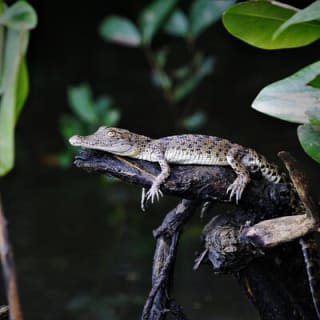 Ultimate Daintree Rainforest Wildlife Experience Cruise 8