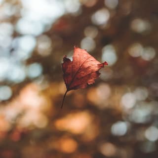 Hojas de otoño 3 1