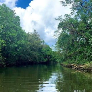 Ultimate Daintree Rainforest Wildlife Experience Cruise 9