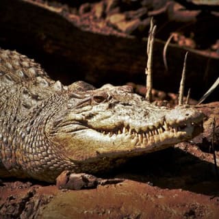 Ultimate Daintree Rainforest Wildlife Experience Cruise 11