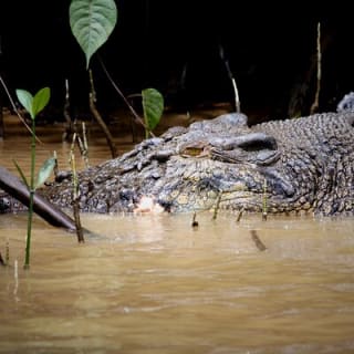 Ultimate Daintree Rainforest Wildlife Experience Cruise 12