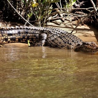 Ultimate Daintree Rainforest Wildlife Experience Cruise 13