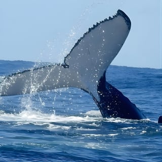 Gold Coast Whale Watching Cruise 21