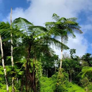 El Yunque Rainforest and Luquillo Kiosk Day Trip 5