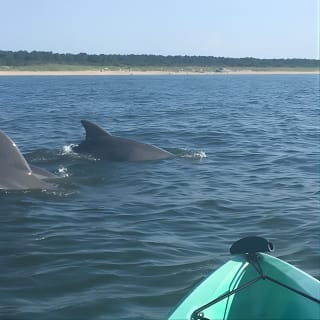 Tour Eco de Delfines en Kayak para Grupos Pequeños 4