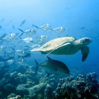 Full Day Tour Pinzon Island + La Fe/Las Palmas - Snorkeling & Fishing 1