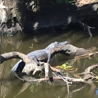 New Orleans Small-Group Airboat Swamp Tour 8