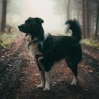 Día del Perro 4 1