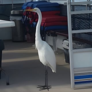 Wildlife Tour of Indian River Lagoon with Experienced Captain 7