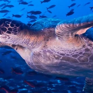 Full Day Tour Pinzon Island + La Fe/Las Palmas - Snorkeling & Fishing 5