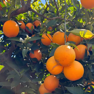 Soller Valley Walk with Orange Farm Visit 23