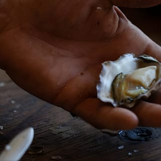 Broken Bay Pearl & Oyster Farm Tour 4