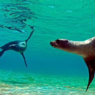 Full Day Tour Pinzon Island + La Fe/Las Palmas - Snorkeling & Fishing 6