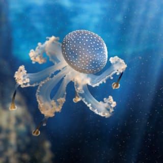 Visite de l'Océanopolis 1