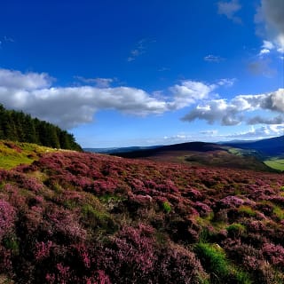 Kilkenny, Wicklow Mountains, Glendalough, Schäferhunde-Wettbewerb – Tagesausflug ab Dublin 6