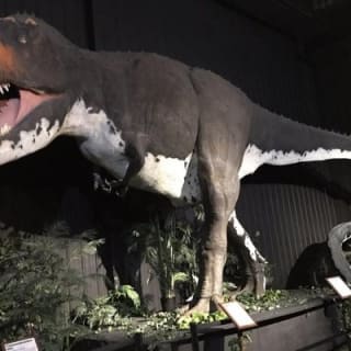 Branson Dinosaur Museum Admission Ticket 3