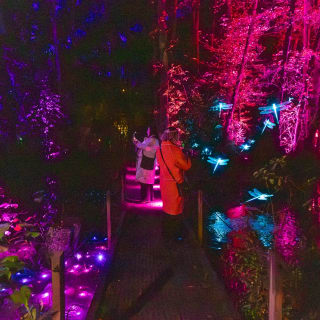 LUMA Enchanted: A Whimsical Sensory Night Walk 7