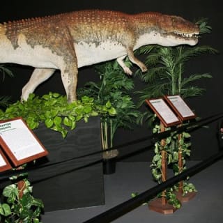 Branson Dinosaur Museum Admission Ticket 5