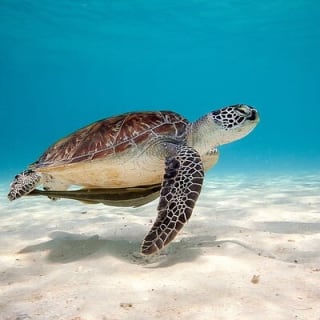 Full Day Tour Pinzon Island + La Fe/Las Palmas - Snorkeling & Fishing 11
