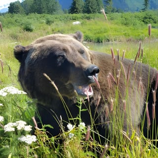 Afternoon Wilderness, Wildlife, Glacier Experience from Anchorage 8