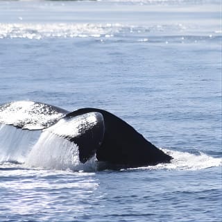 Victoria Whale Watch Tour 2