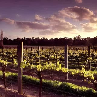 Upper Reach Winery: Swan Valley Winery and Vineyard Tour 6