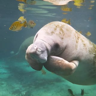 Manatee Swim and Wildlife Park with Upgrade Options from Orlando 3