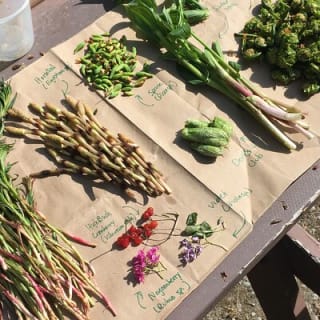 Backcountry Eats & Foraging Treats 1