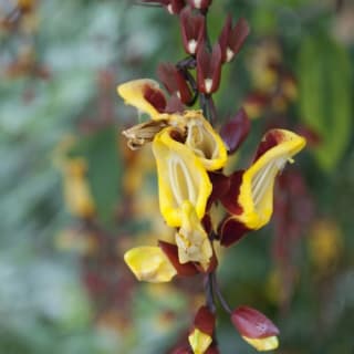 Hortus botanicus Leiden: Skip the line-ticket 3
