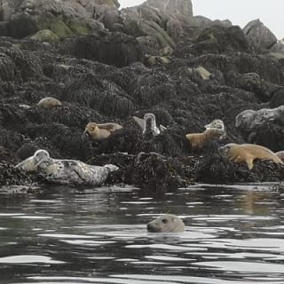 Dublin Bay Seal Kayaking Safari at Dalkey 6
