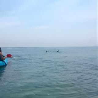 Tour Eco de Delfines en Kayak para Grupos Pequeños 5