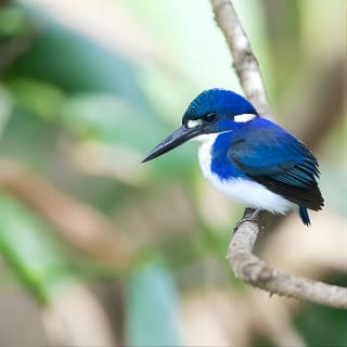 Daintree River 'Dawn' Cruise with the Daintree Boatman 7