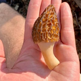 Backcountry Eats & Foraging Treats 4