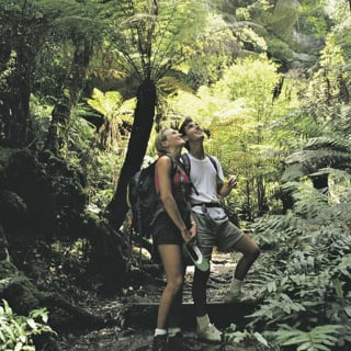 Sunset Blue Mountains Wilderness & Wildlife Tour (Without the Crowds) 1