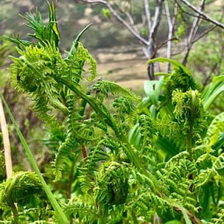 Backcountry Eats & Foraging Treats 8