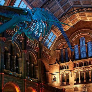 Découvrez l'expédition du Natural Marvels Museum de Londres 10